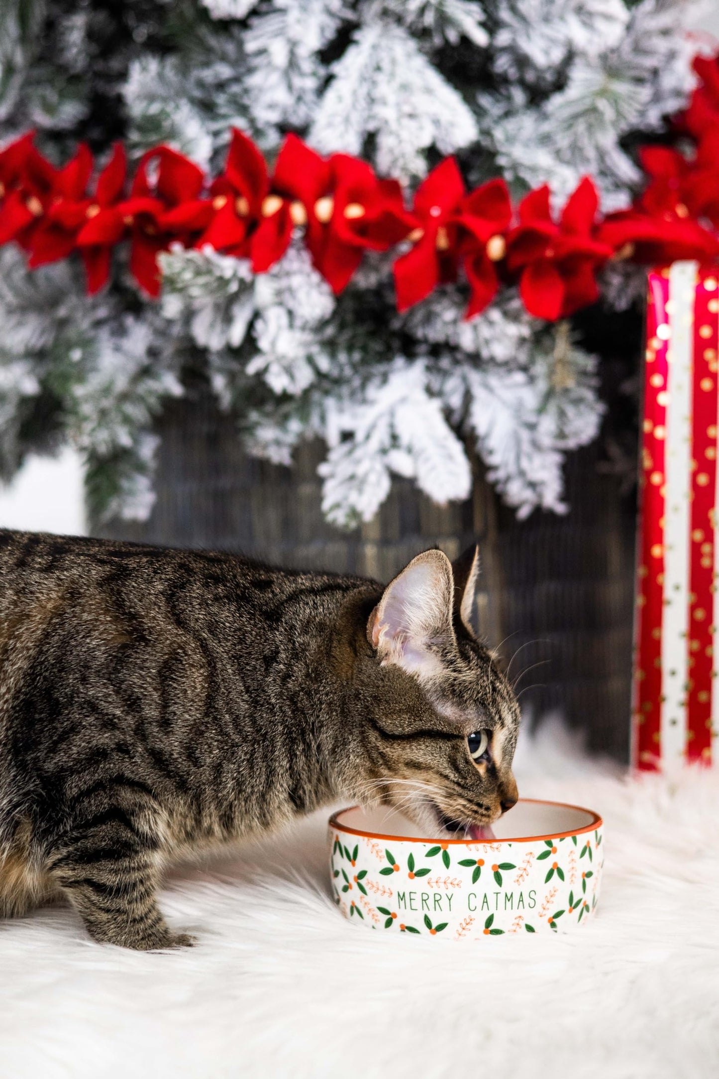 Birnenförmige Keramikschüssel, Fassungsvermögen: 2 Tassen, niedliches, schnurrbartfreundliches Geschirr mit Katzenmotiv, rutschfest, mikrowellen- und spülmaschinengeeignet, klein/mittel 